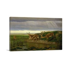 Deer on the Prairie (Type: Standard Framed Canvas Print, size: 16" x 12" / 42cm x 30cm (approx))