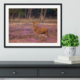 Male red deer Cervus elaphus with antlers during mating season Framed Print (Color: Natural/No White Edging, size: 48" x 32" / 120cm x 80cm (approx))