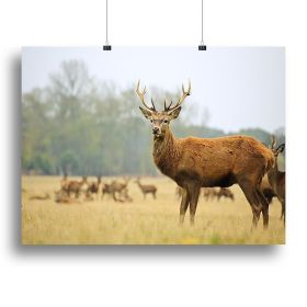 Portrait of majestic powerful adult red deer stag Canvas Print or Poster (Type: Standard Framed Canvas Print, size: 16" x 12" / 42cm x 30cm (approx))