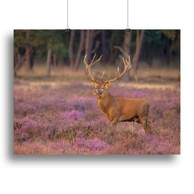 Male red deer Cervus elaphus with antlers during mating season Canvas Print or Poster (Type: Poster Print, size: 12" x 8" / 30cm x 20cm (approx))