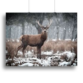 Red Deer Stag Cervus elaphus in the Scottish Winter Snow Canvas Print or Poster (Type: Standard Framed Canvas Print, size: 40" x 26" / 100cm x 65cm (approx))