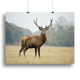 Portrait of adult red deer stag in field Canvas Print or Poster (Type: Poster Print, size: 12" x 8" / 30cm x 20cm (approx))