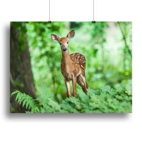 Deer In The Forest Canvas Print or Poster (Type: Standard Framed Canvas Print, size: 24" x 16" / 60cm x 40cm (approx))