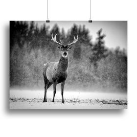 Red Deer Stag Canvas Print or Poster (Type: Standard Framed Canvas Print, size: 28" x 20" / 70cm x 50cm (approx))