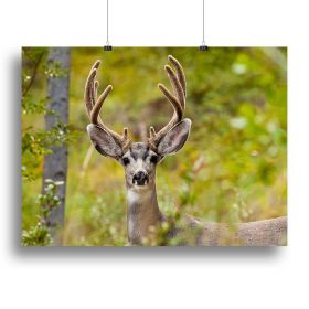 Portrait of mule deer buck Canvas Print or Poster (Type: Standard Framed Canvas Print, size: 40" x 26" / 100cm x 65cm (approx))