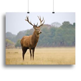 Portrait of majestic powerful adult red deer stag in Autumn Fall forest Canvas Print or Poster (Type: Poster Print, size: 16" x 12" / 42cm x 30cm (approx))